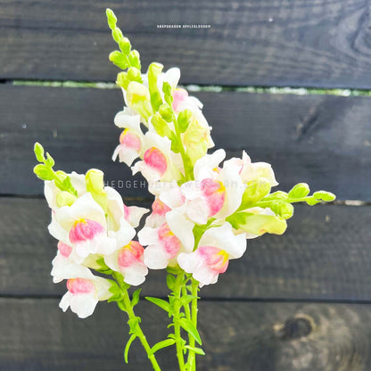 Close-up photo of potomac appleblossom snapdragons in bloom showing big pink and white blooms on a skinny stem against a black wood fence background.