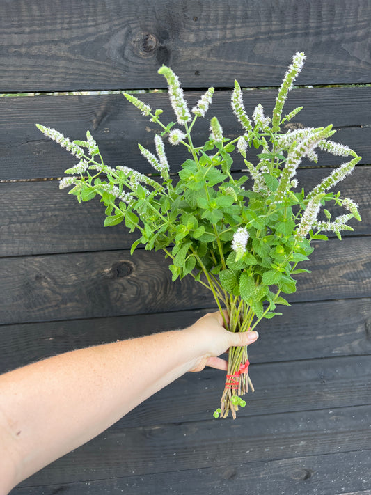 Flowers - Filler - Apple Mint Bunches of 10