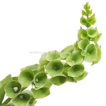 Close-up photo of a cut Bells of Ireland in bloom showing a long green stem with green bell shaped blooms trailing along it with small white centers against a solid white background. 