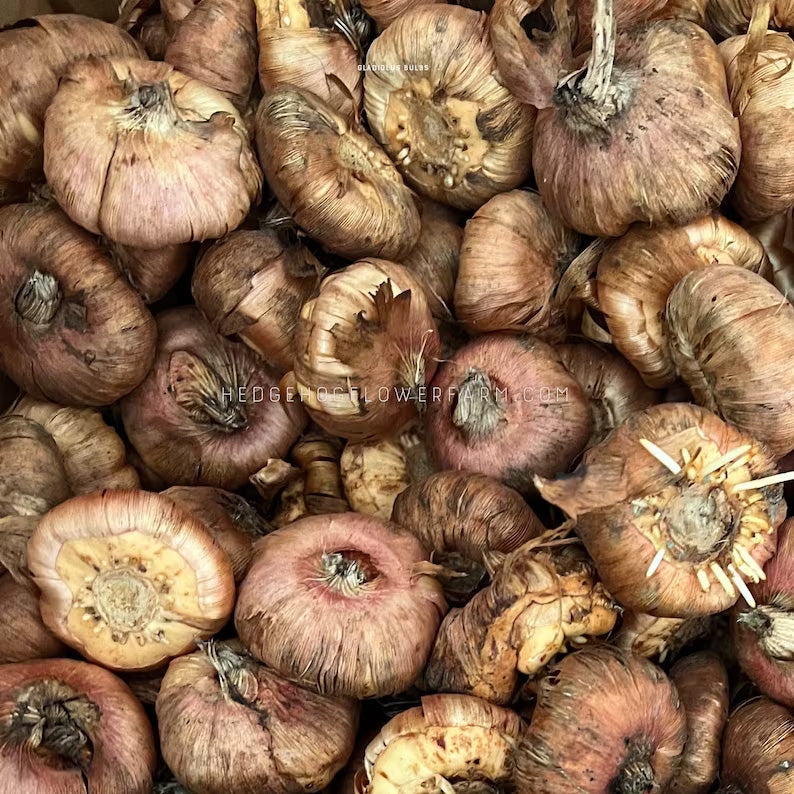 Gladiolus Priscilla - 10 Bulbs