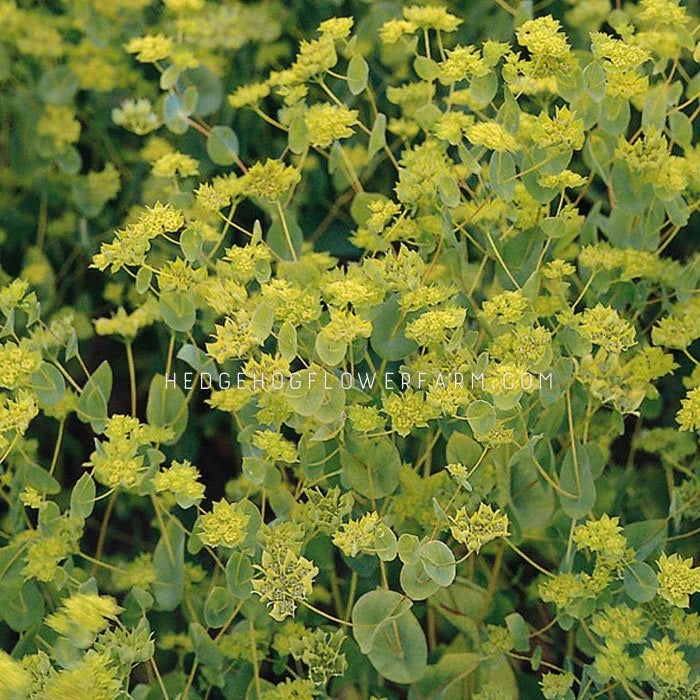 Photo of Bupleurum Graffiti in the garden showing tiny yellow clusters of star shaped flowers on skinny green stems.