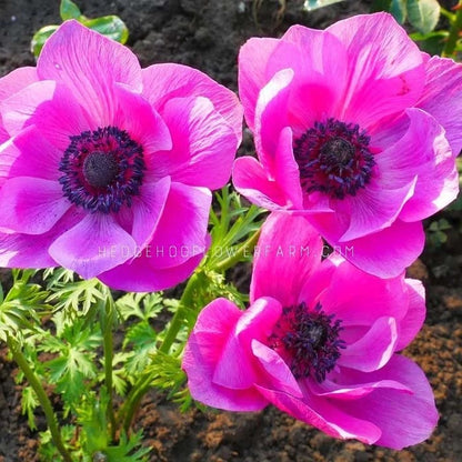 Three carmel pink anemone flowers in bloom with a dark center with a background of soil and green foliage
