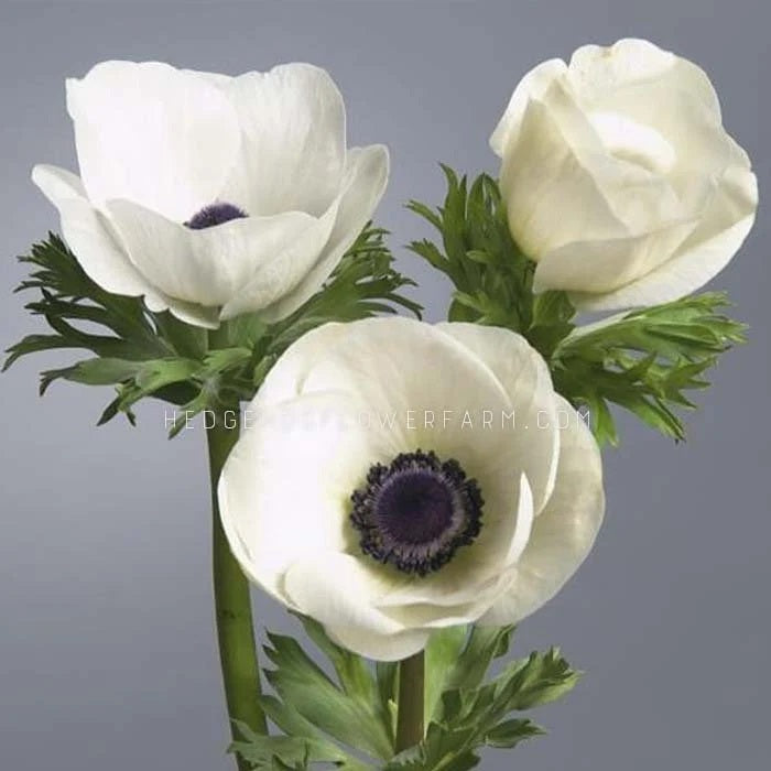 Photo of three Carmel White Anemone's in different bloom stages showing off white petals with a black center a top a green stem with fern like foliage against a dark grey background.
