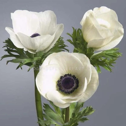 Photo of three Carmel White Anemone's in different bloom stages showing off white petals with a black center a top a green stem with fern like foliage against a dark grey background.