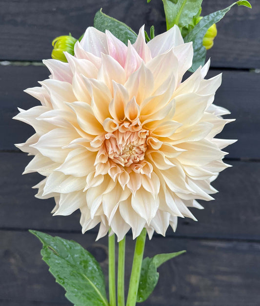 Flowers - Dahlia - Cafe Au Lait