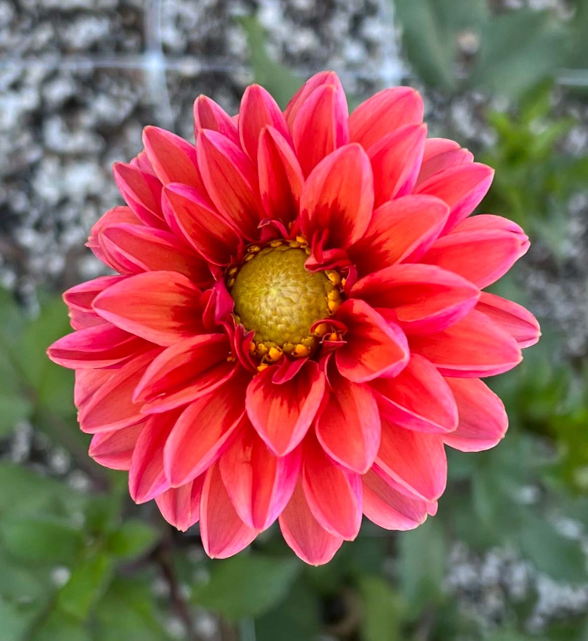 Flowers - Dahlia - Daisy Duke Open Center