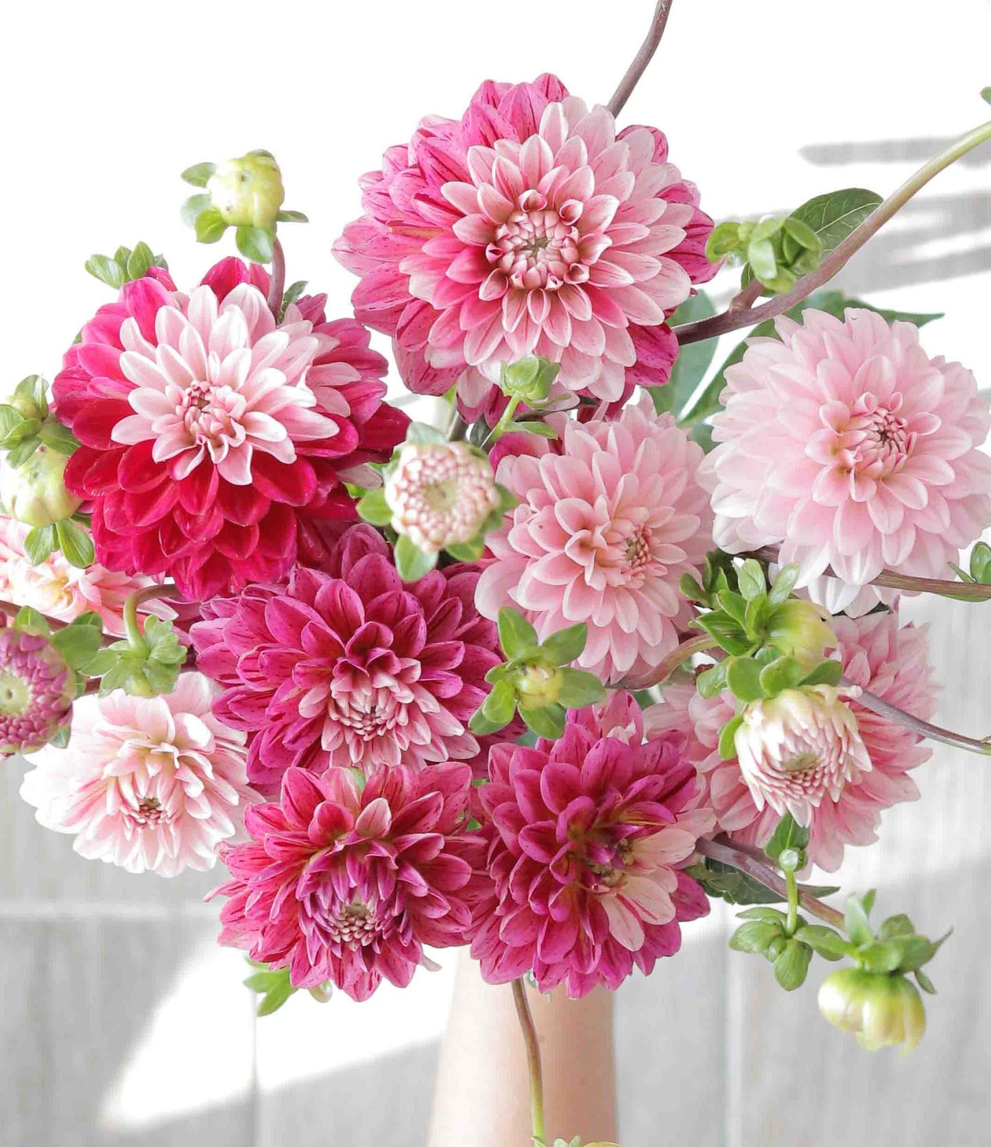 Flowers - Dahlia - Strawberry Cream