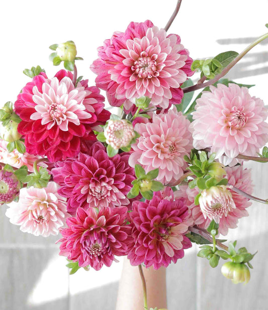 Flowers - Dahlia - Strawberry Cream