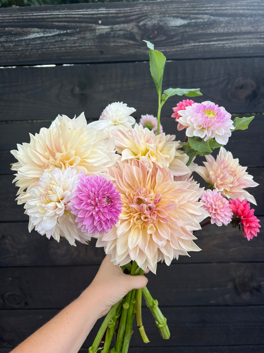 Dahlias, Dahlias, Dahlias Bouquet