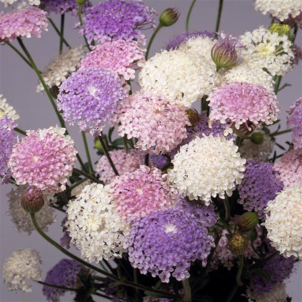 Trachymene Lace Heavenly Umbels Seeds