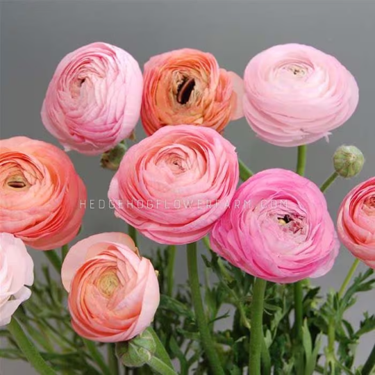 Ranunculus Amandine Pastel Mix - 10 Corms