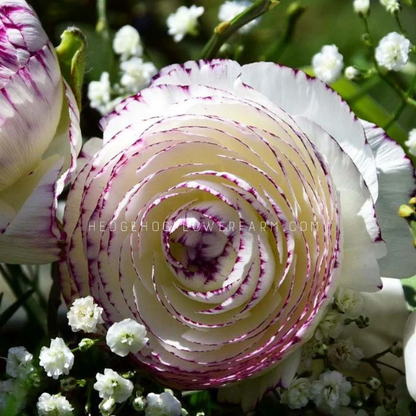 Ranunculus Tecolote Picotee - 10 Corms