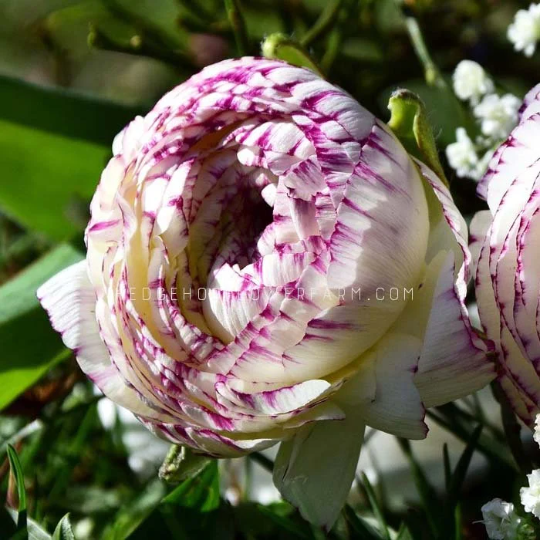 Ranunculus Tecolote Picotee - 10 Corms