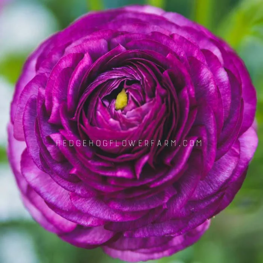 Ranunculus Tecolote Purple - 10 Corms