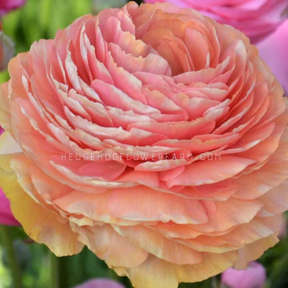 Ranunculus Tecolote Salmon - 10 Corms