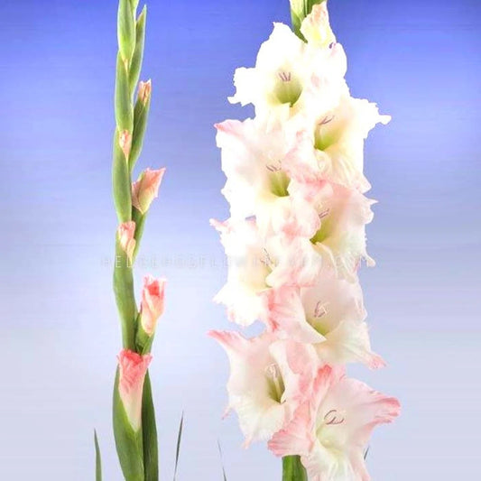 Gladiolus Careless - 10 Bulbs