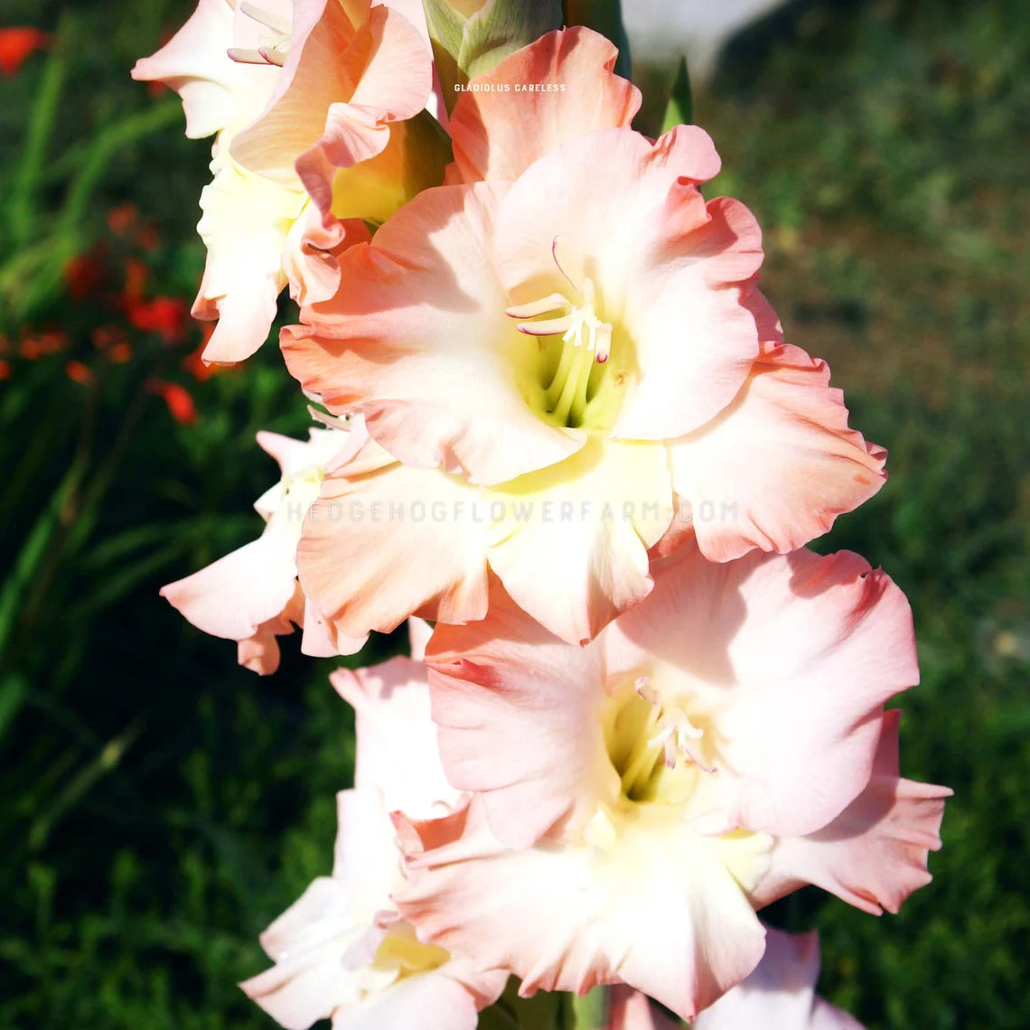 Gladiolus Careless - 10 Bulbs