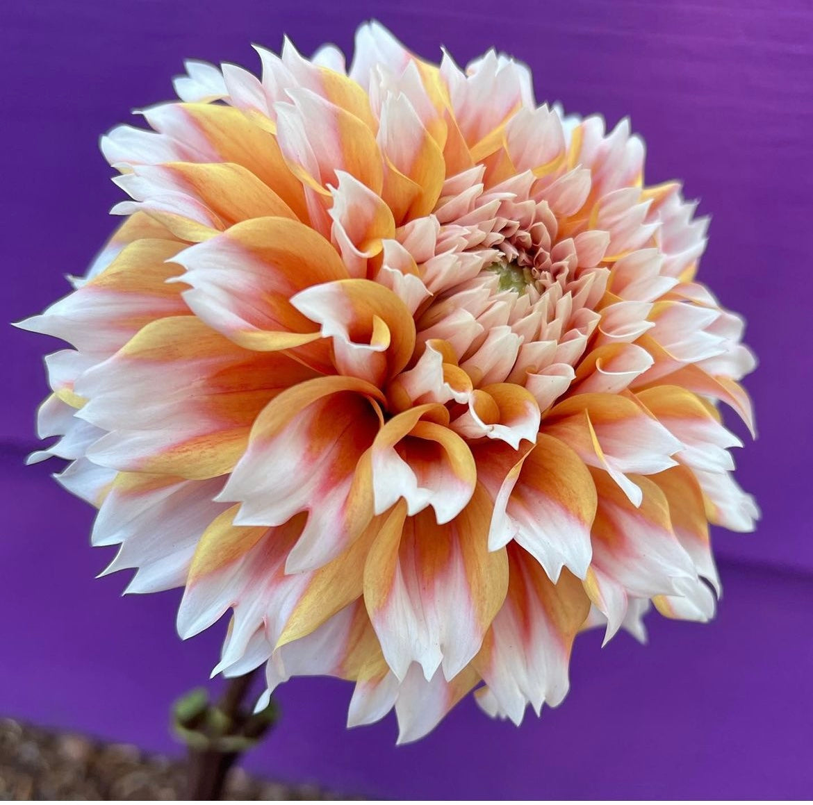 Flowers - Dahlia - Hollyhill Orange Ice