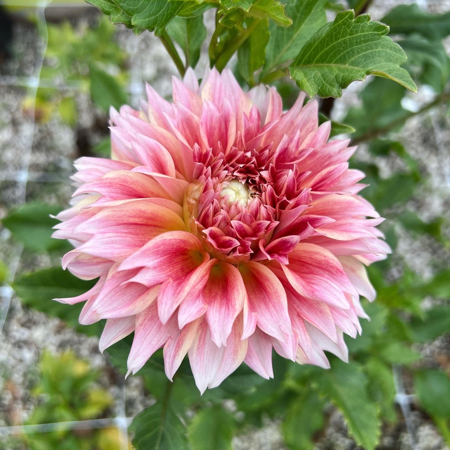 Flowers - Dahlia - Hollyhill Orange Ice