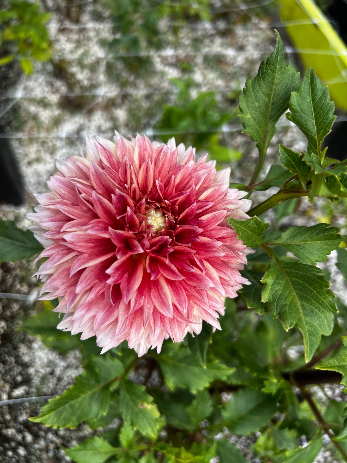 Flowers - Dahlia - Hollyhill Orange Ice