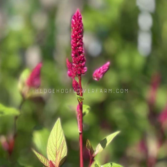 Celosia Pampas Plume Seeds - Hot Pink