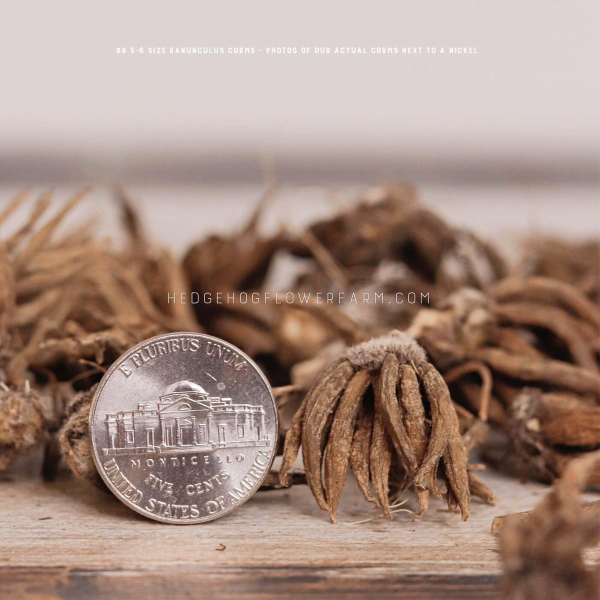 Photo of a ranunculus corm next to a nickel for size comparison on a wood table. Corm looks like a brown, dried downward facing claw. Other ranunculus corms can be seen blurred in the background.