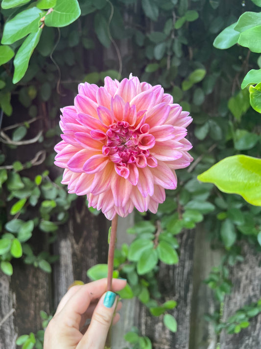 Flowers - Dahlia - Robann Butterscotch