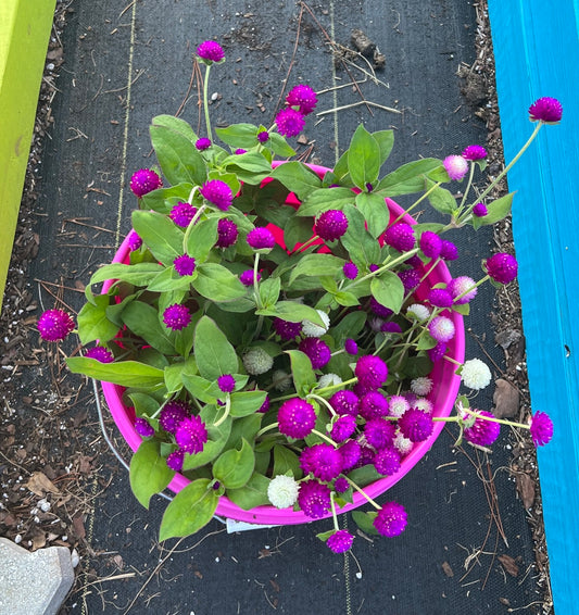 Flowers - Gomphrena Audray Mix - Bunches of 5 Stems