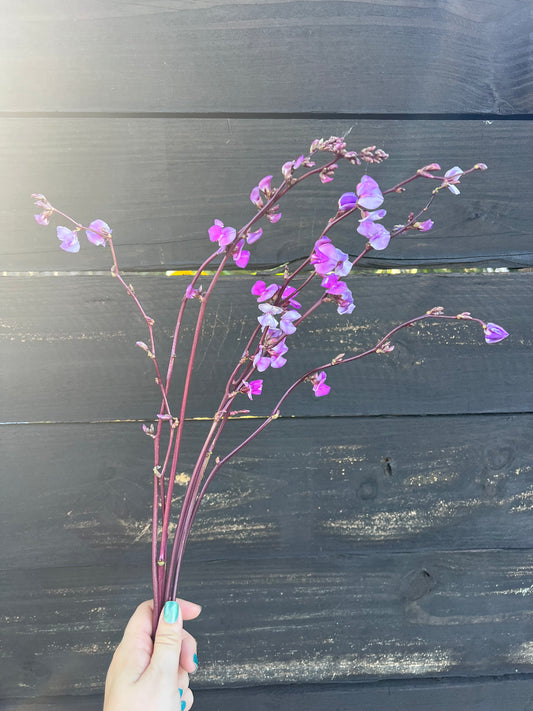 Flowers - Hyacinth Bean Vine Flowers