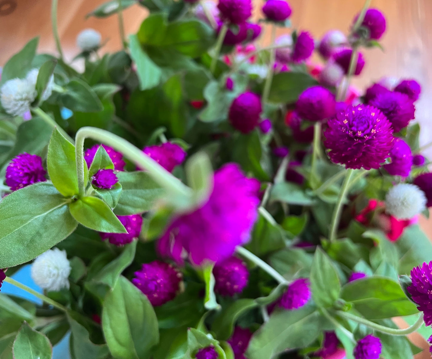 Flowers - Gomphrena Audray Mix - Bunches of 5 Stems