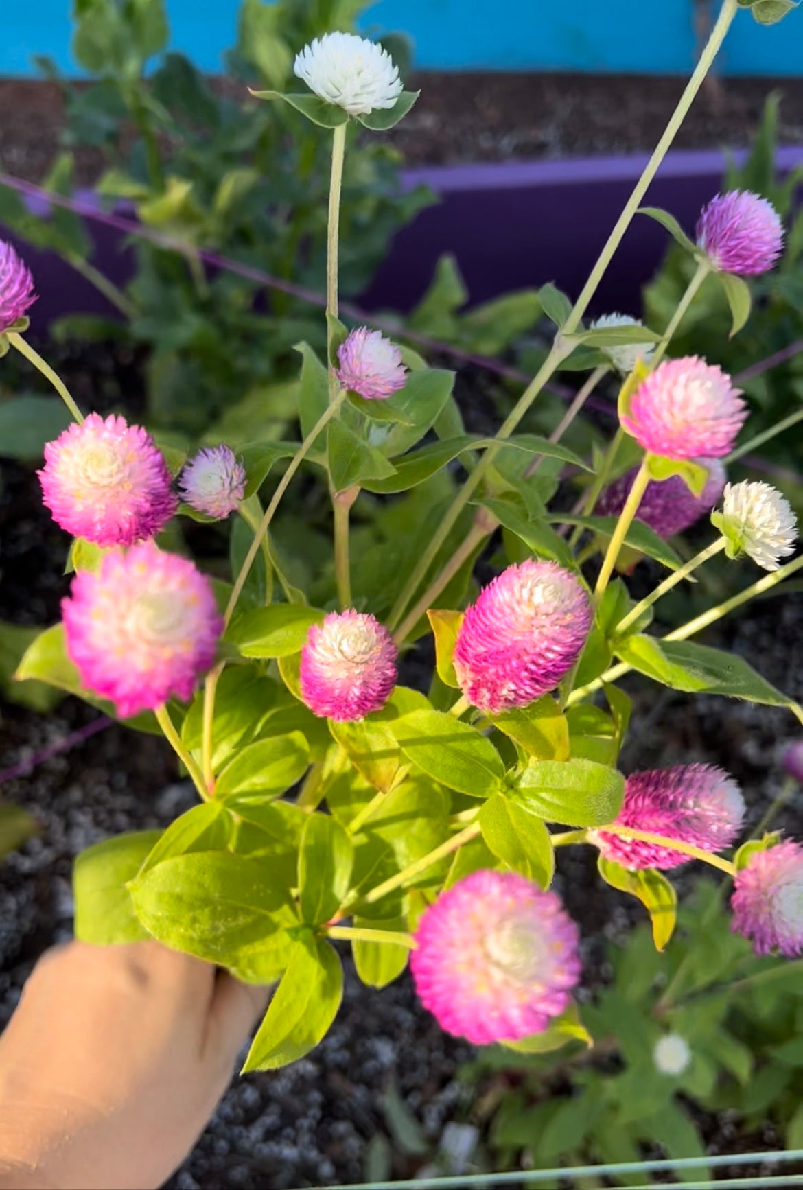 Flowers - Gomphrena Audray Mix - Bunches of 5 Stems