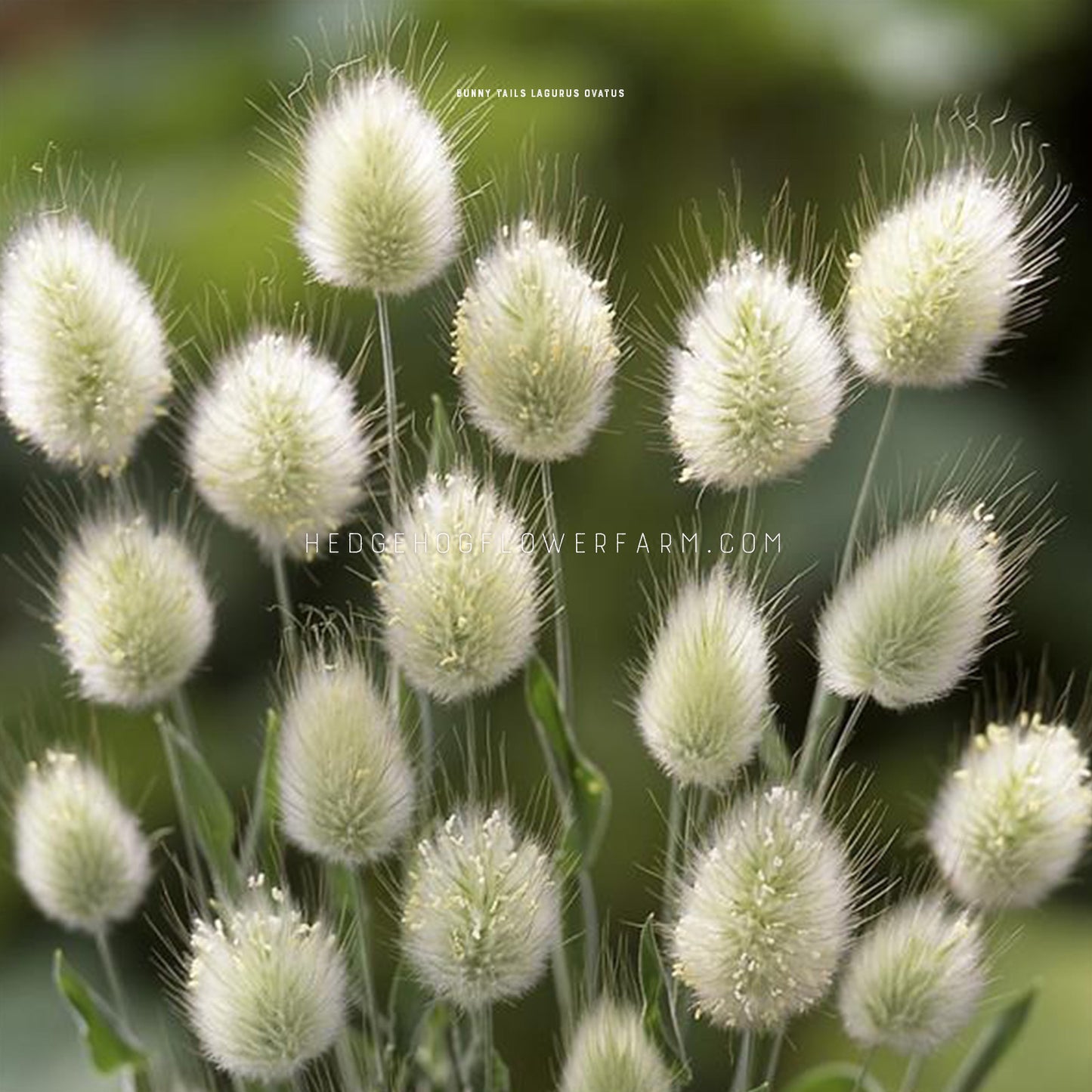 Photo of Grass Bunny Tails heads showing fluffy looking white blooms similar to a rabbits tail coming off a light green center on skinny green stems. Background is a blurred garden. 