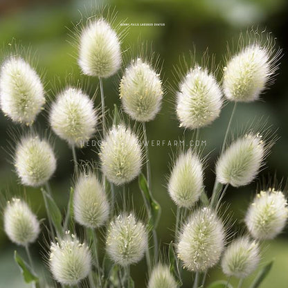 Photo of Grass Bunny Tails heads showing fluffy looking white blooms similar to a rabbits tail coming off a light green center on skinny green stems. Background is a blurred garden. 
