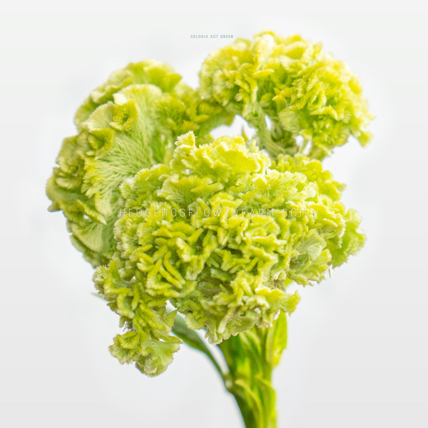 Celosia Act Green Seeds