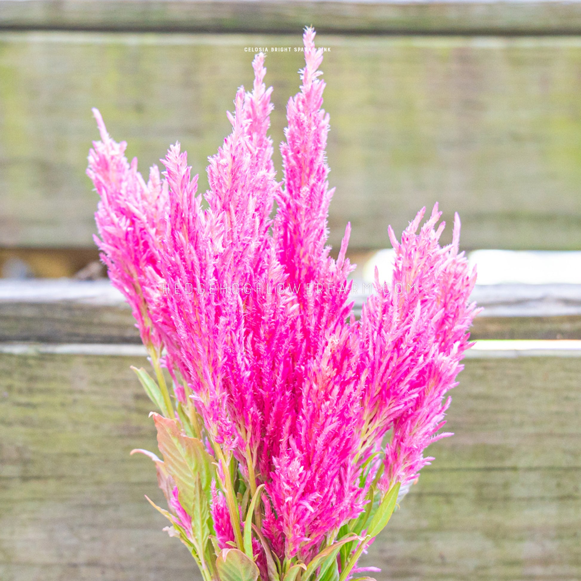 Photo of Celosia Bright Sparks Pink blooms showing bright pink, fuzzy flower plumes. Skinny green leaves can be seen under the blooms. Background is brown and green wood. 