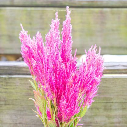 Photo of Celosia Bright Sparks Pink blooms showing bright pink, fuzzy flower plumes. Skinny green leaves can be seen under the blooms. Background is brown and green wood. 