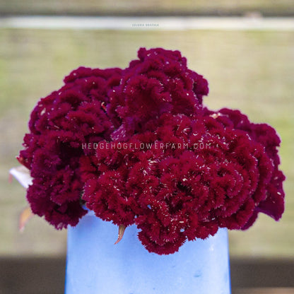 Celosia Dracula Seeds
