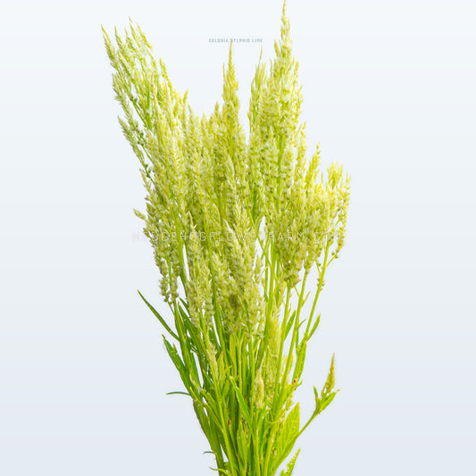 Celosia Sylphid Lime Seeds