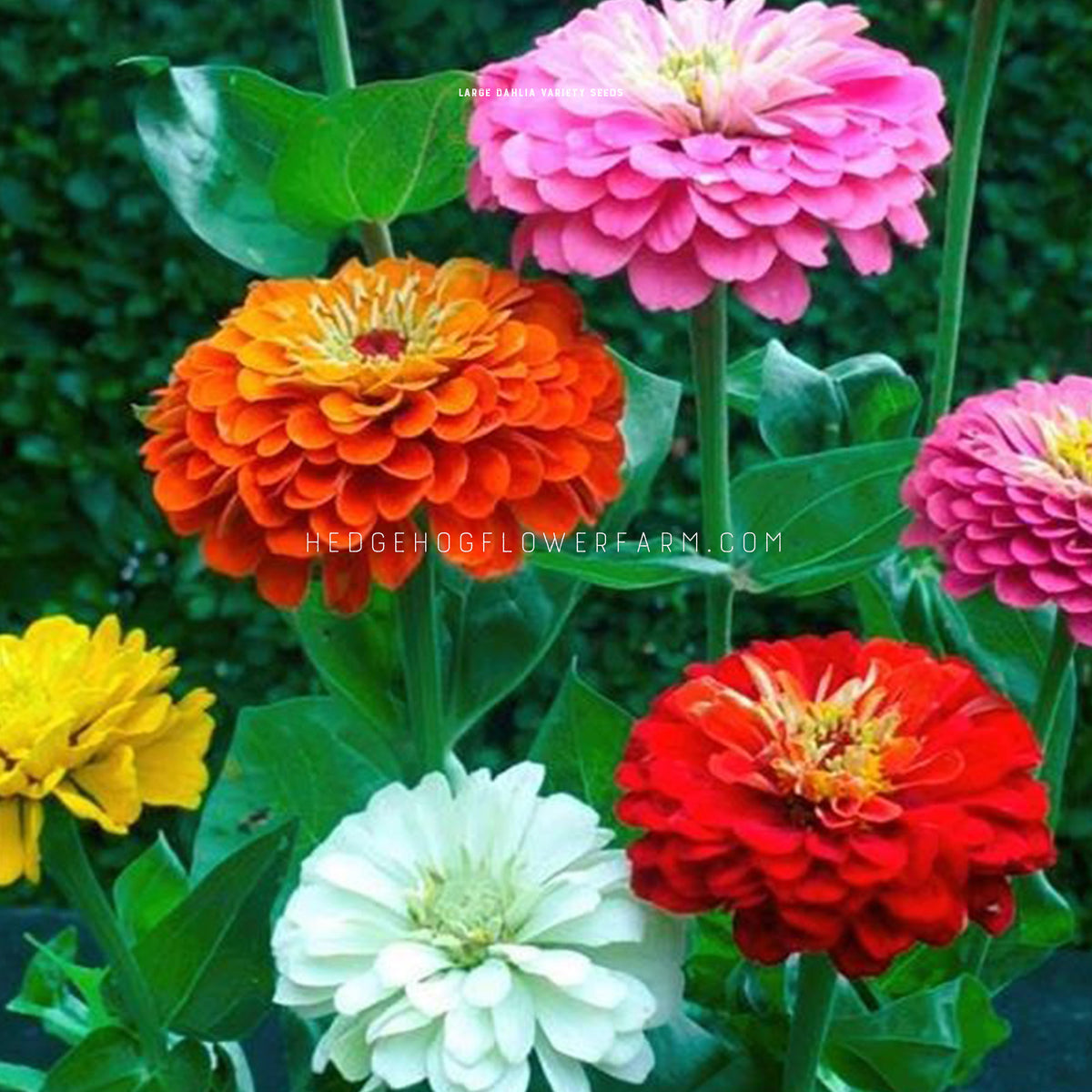 Image shows different colored double blooms at different heights in pink, orange, red, white and yellow amongst green leaves and stems. 