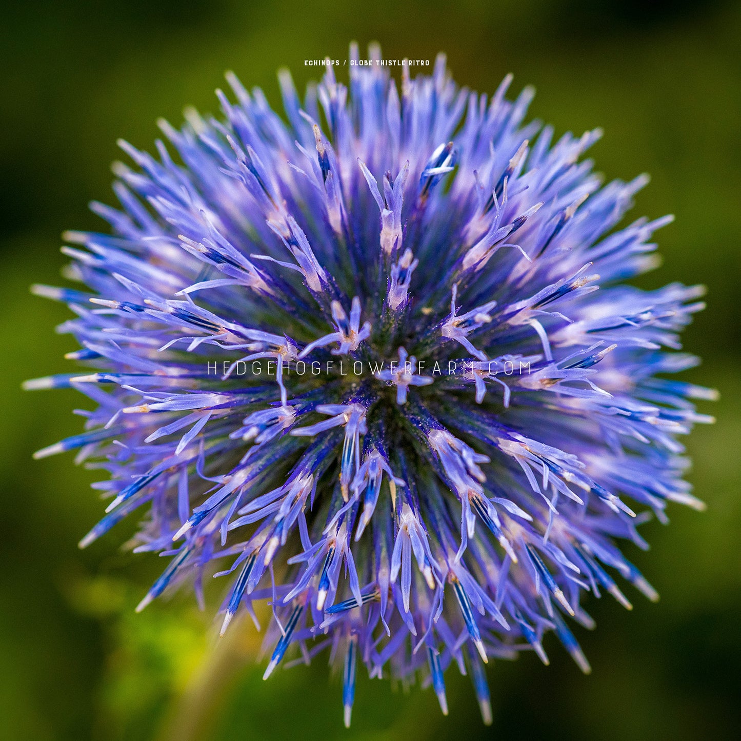 Close-up photo of a blue globe thistle flower showing its spiky, textured head with a blurred green background