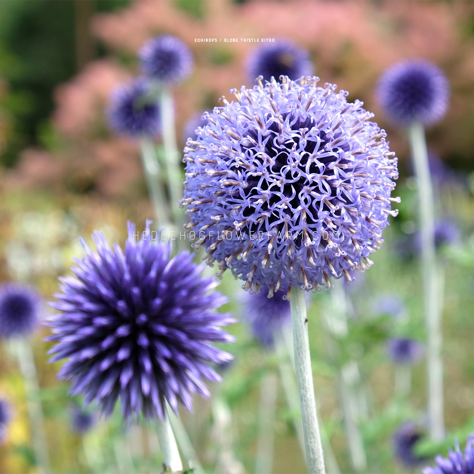 Close-up photo of blue globe thistle flowers showing spiky flower heads with a blurred natural background of other blue globe thistle blooms