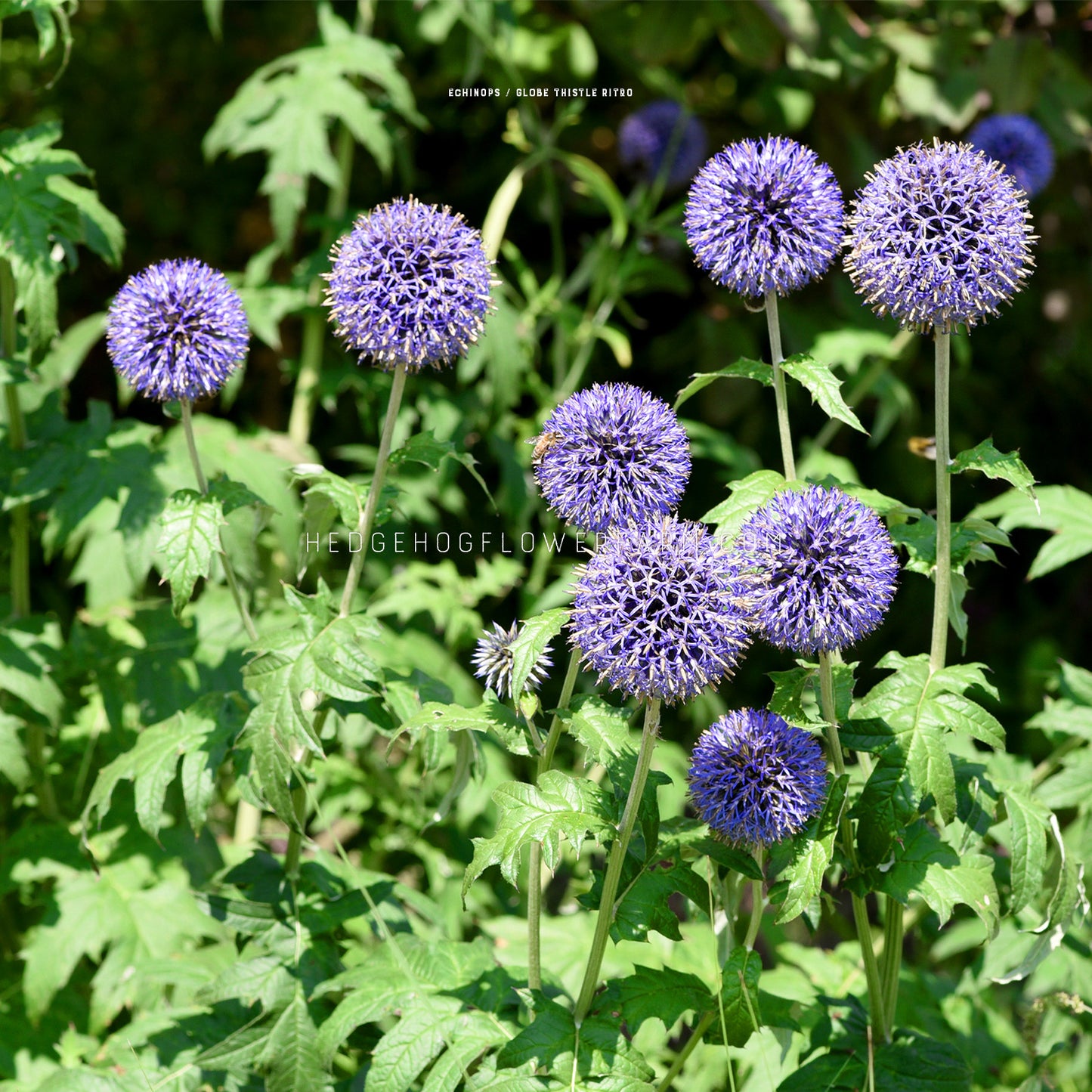Photo of blue globe thistles blooming in a garden showing spiky round heads on skinny green stems surrounded by green foliage. 