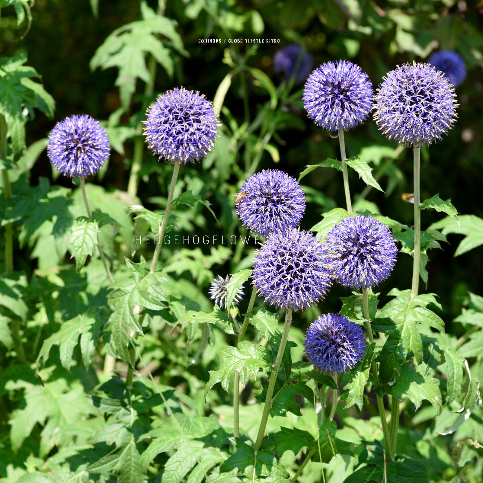 Photo of blue globe thistles blooming in a garden showing spiky round heads on skinny green stems surrounded by green foliage. 