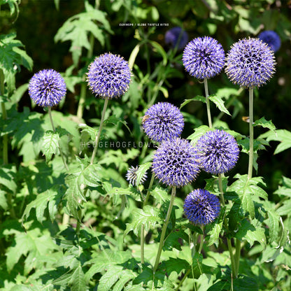 Photo of blue globe thistles blooming in a garden showing spiky round heads on skinny green stems surrounded by green foliage. 