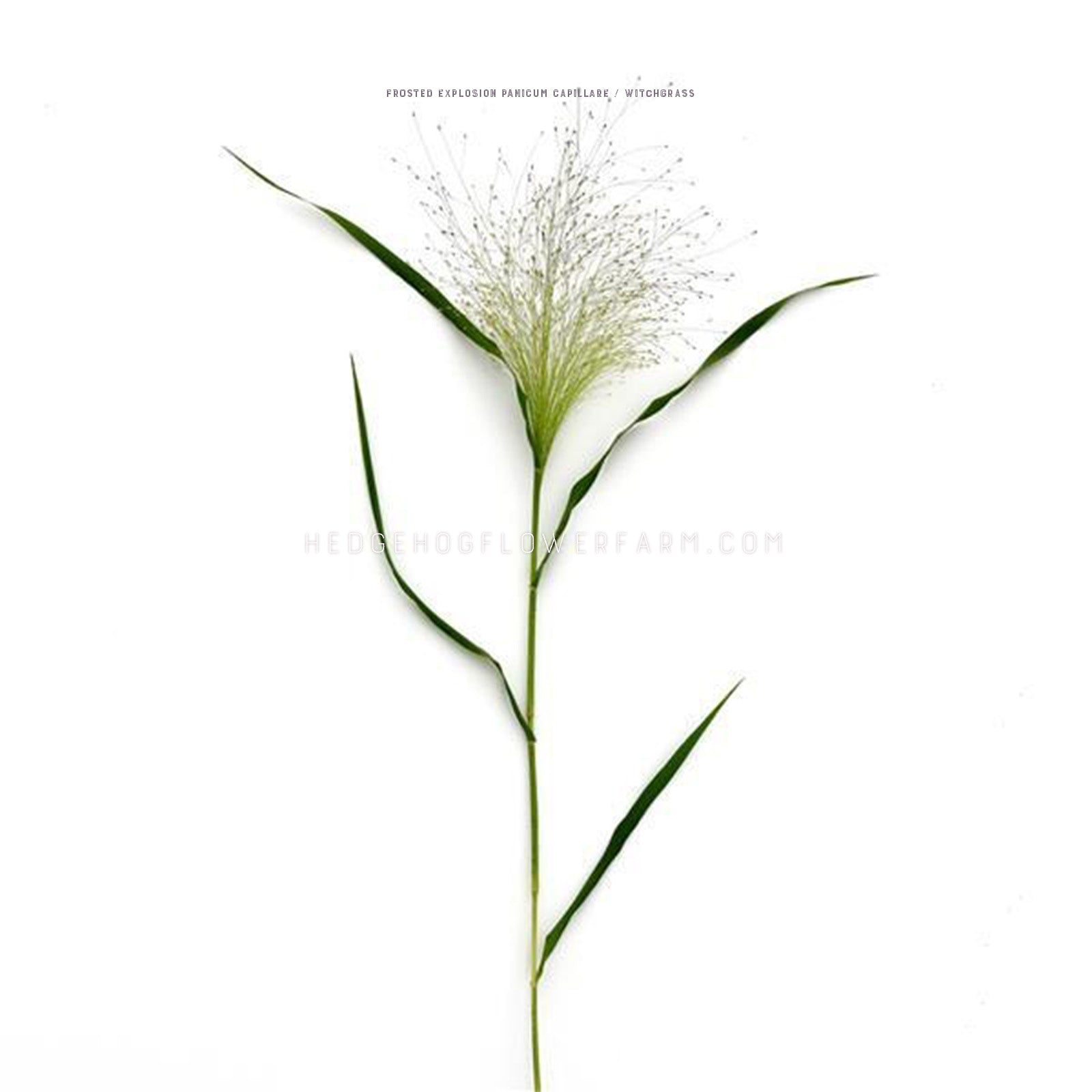 Photo of a single stalk of grass frosted explosion showing a skinny green stem with four long grass leaves interchangeably growing upwards and an airy, textural seed head a top giving a unique look. Background is white. 