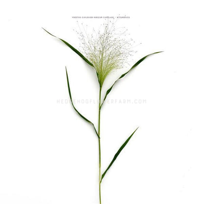 Photo of a single stalk of grass frosted explosion showing a skinny green stem with four long grass leaves interchangeably growing upwards and an airy, textural seed head a top giving a unique look. Background is white. 