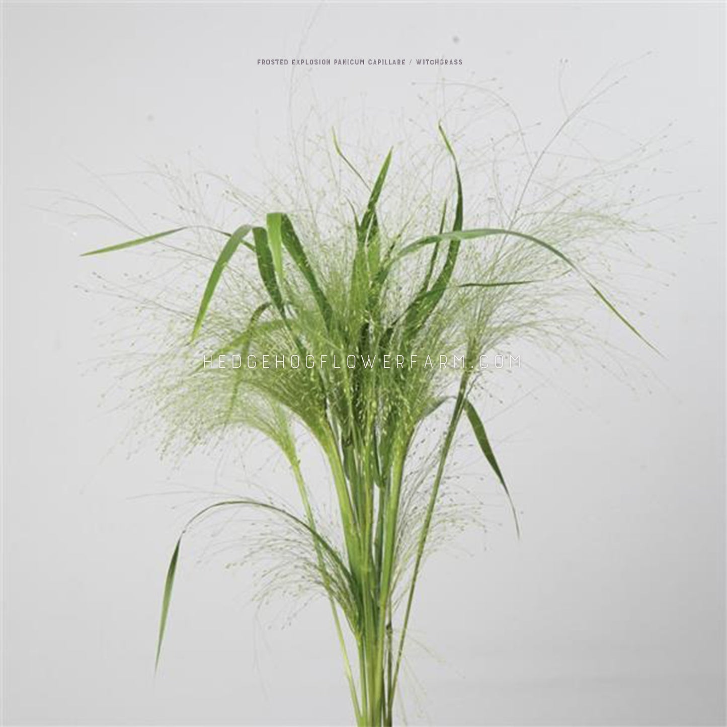 Photo of Grass Frosted Explosion showing thin green stalks bunched together with long green grass leaves and airy grass heads creating a textural look. Background is light grey. 