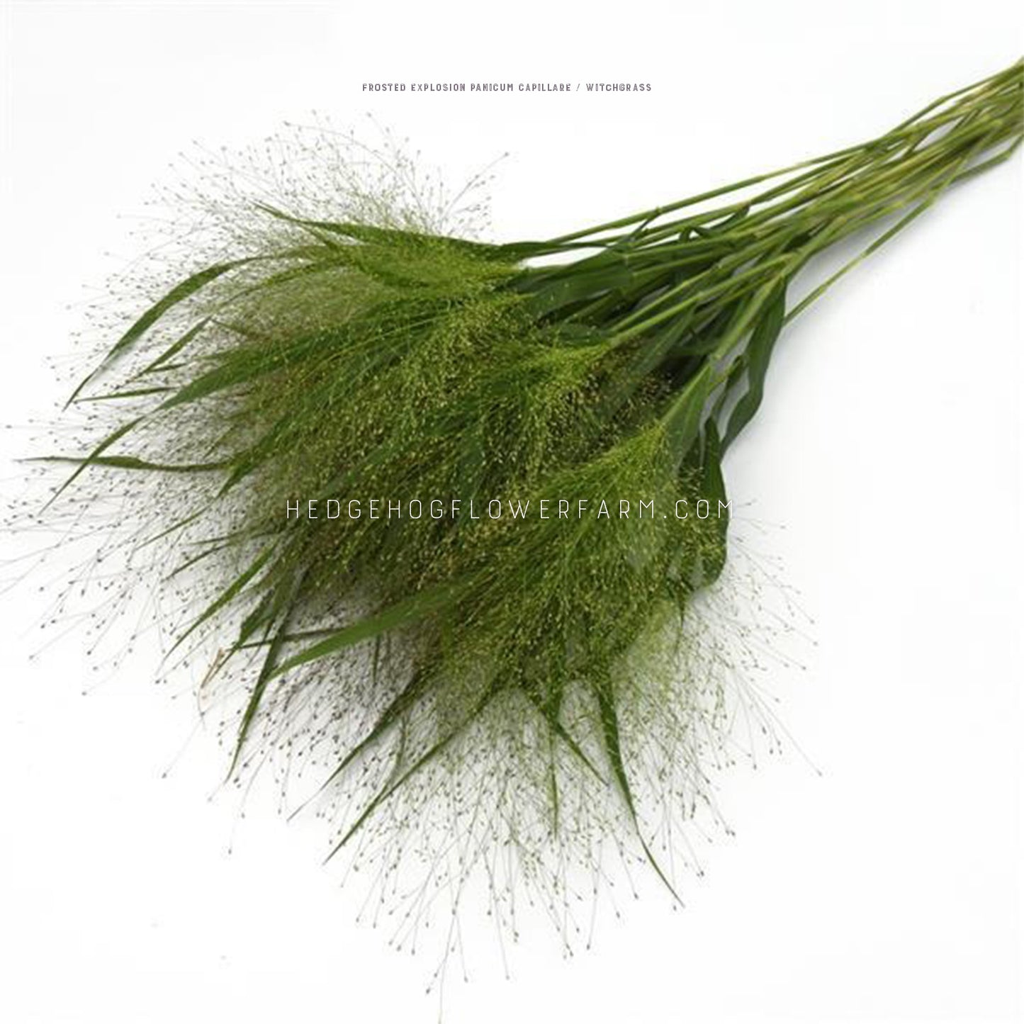 Photo of Grass Frosted Explosion showing thin green stalks bunched together with long green grass leaves and airy grass heads creating a textural look. This is laid down on a white background. 
