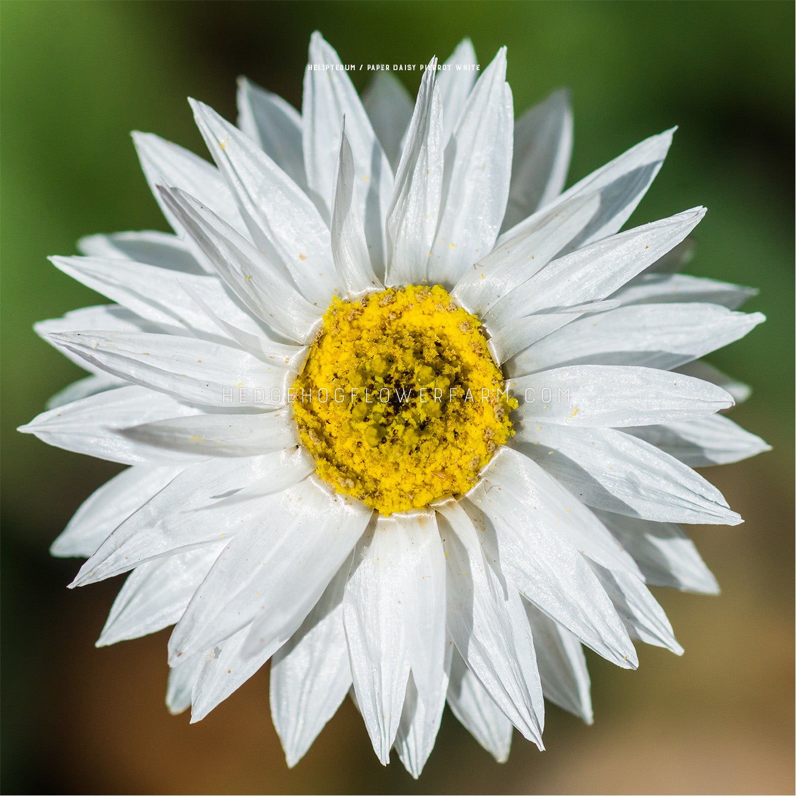 Photo of a single Helipterum Pierrot White bloom showing layers of skinny white pointed petals around a yellow center. Background is a blurred garden. 