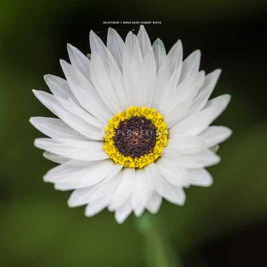Photo of a single Helipterum Pierrot White bloom showing layers of skinny white pointed petals around a yellow and brown center. Background is a blurred green garden. 